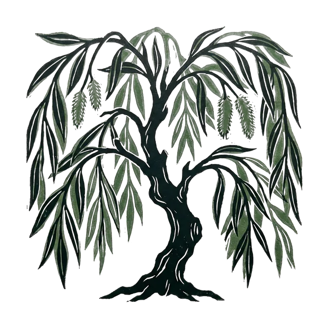 Osier, drawn