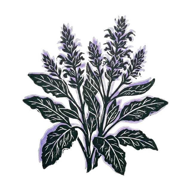 Wood sage, drawn