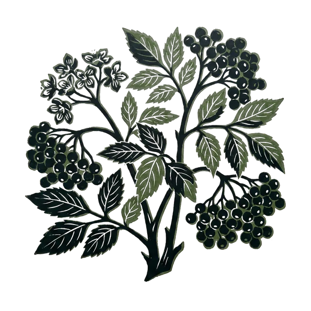 Elder, drawn