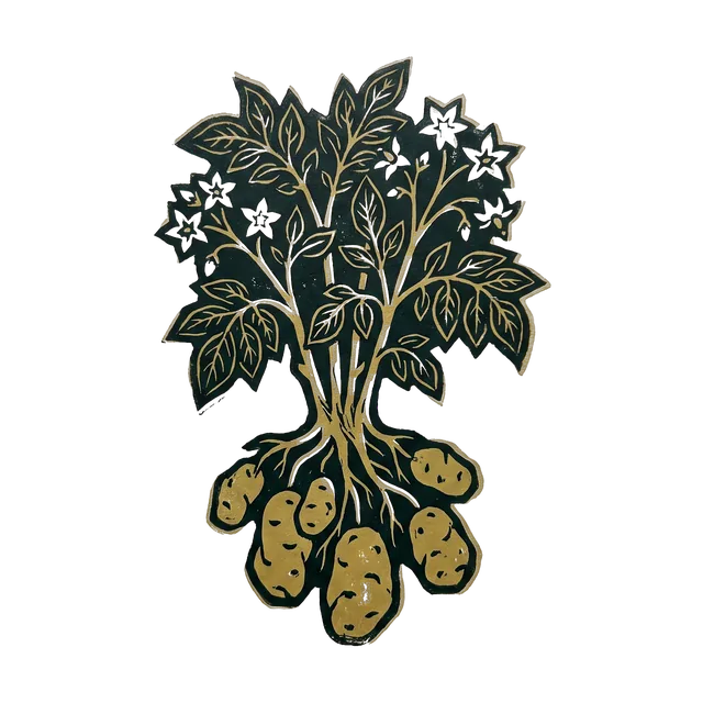 Potato, drawn