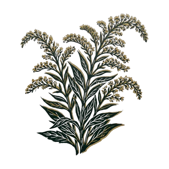 Goldenrod, drawn