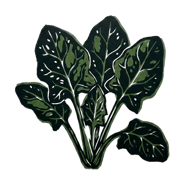 Spinach, drawn