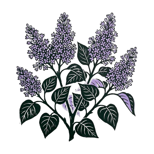 Lilac, drawn