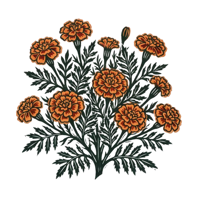 French marigold, drawn