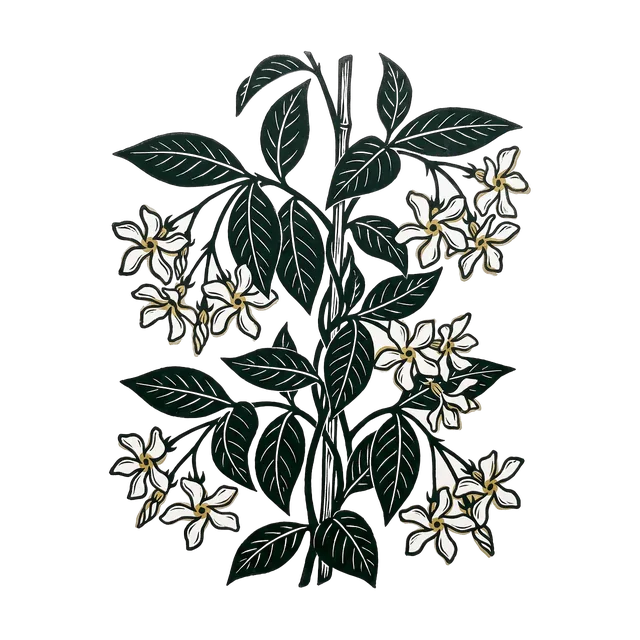 Star jasmine, drawn