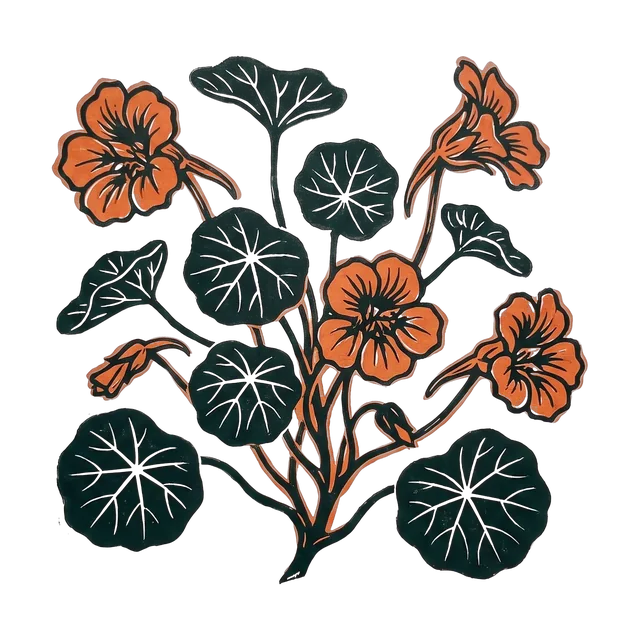 Nasturtium, drawn