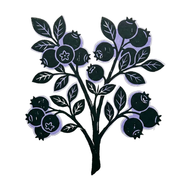 Blueberry, drawn