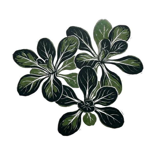 Lamb’s lettuce, drawn