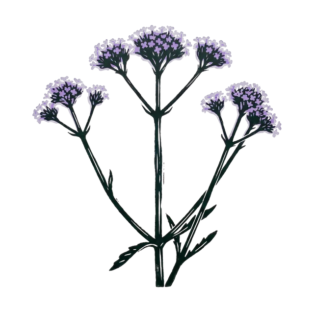 Verbena bonariensis, drawn