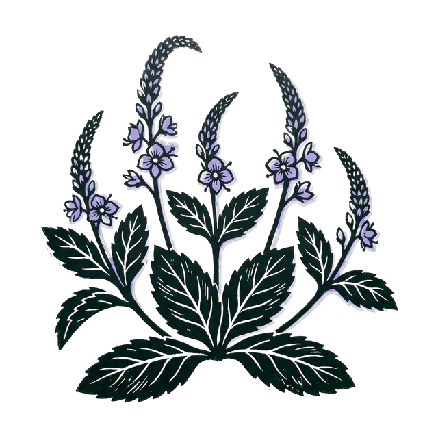 Speedwell, drawn