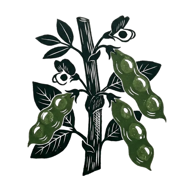 Broad bean, drawn