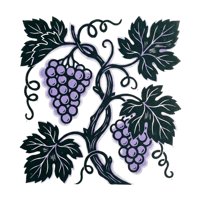 Grape vine, drawn