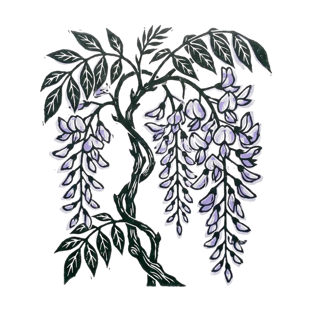 Wisteria, drawn